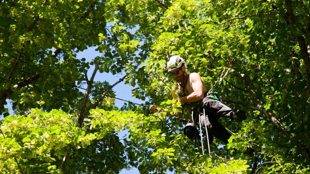 how much does lawn maintenance cost