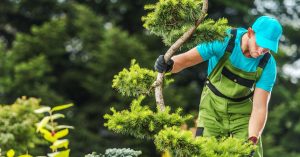 How Regular Tree Maintenance Helps Protect Your Property from Damage