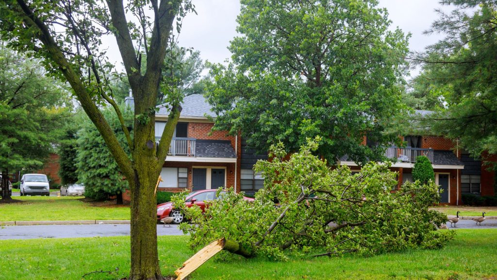 tree removal