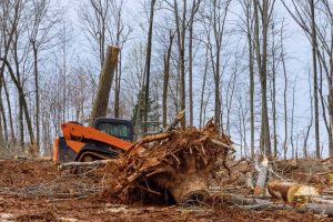 freshly cut trees for residential construction