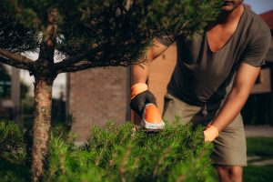 Hedge Trimming Job. Caucasian Gardener with Gasoline Hedge Trimmer Shaping Wall of Thujas in a Garden.